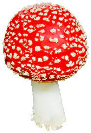 mushroom icon